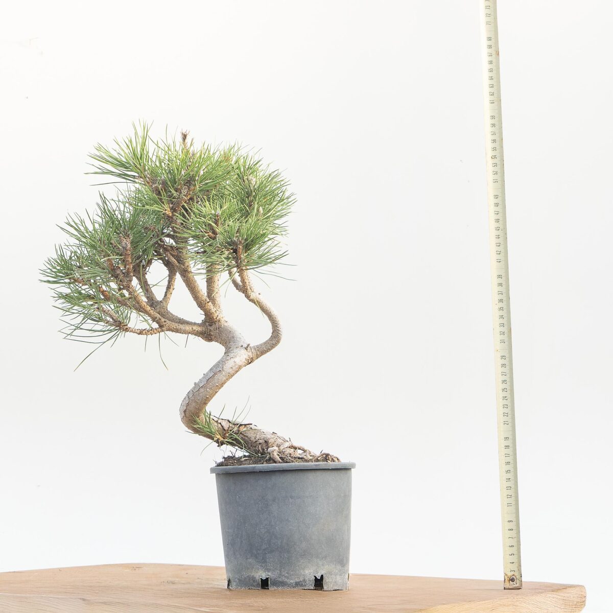 PINUS NIGRA AUSTRIACA (PINO NERO) h. Pianta 39 cm