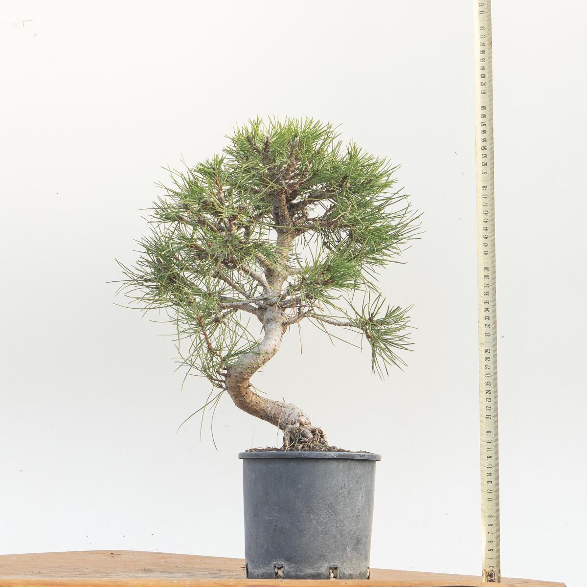PINUS NIGRA AUSTRIACA (PINO NERO) h. Pianta 40 cm
