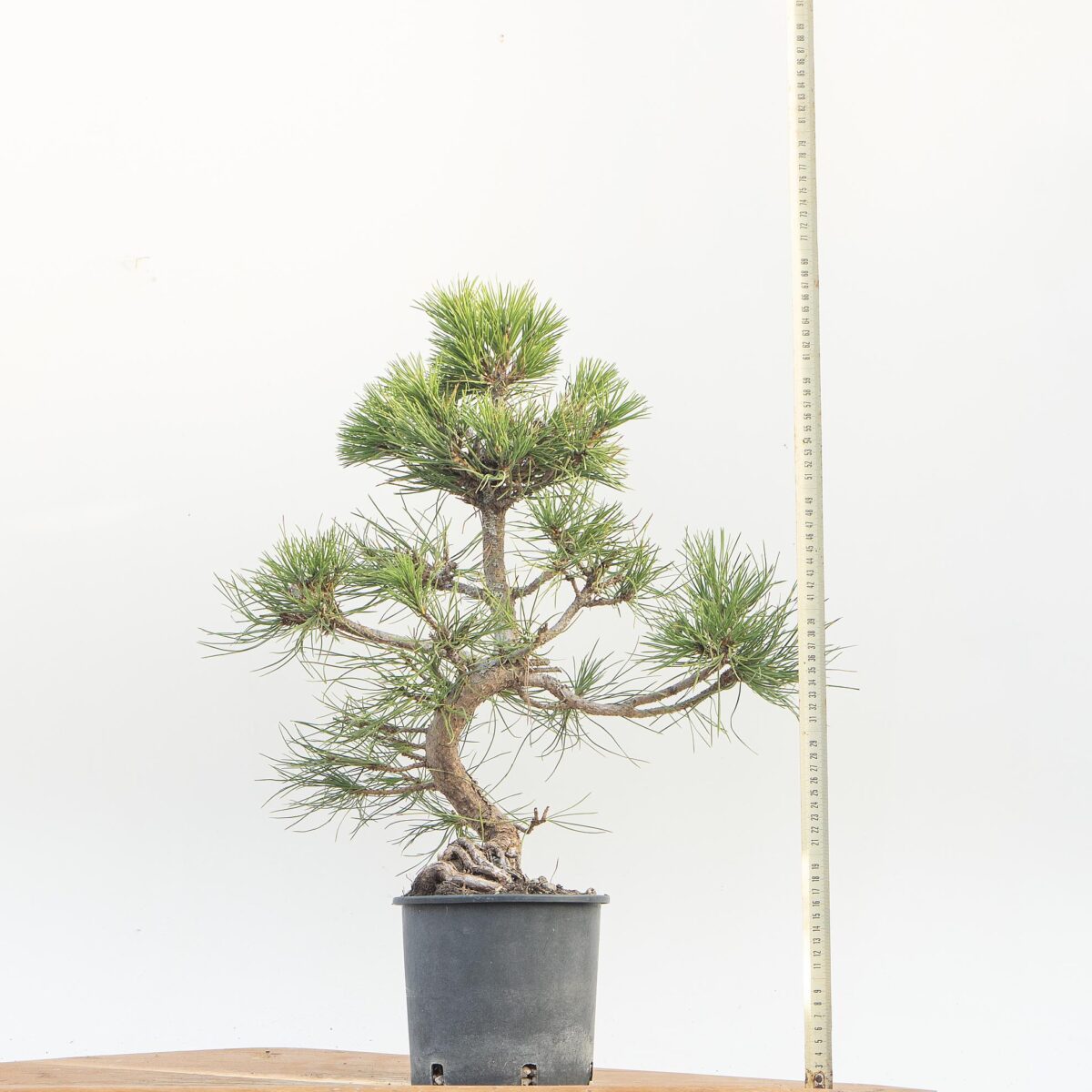 PINUS NIGRA AUSTRIACA (PINO NERO) h. Pianta 51 cm